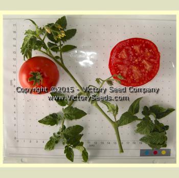 Livingston's Dwarf Stone Tomato