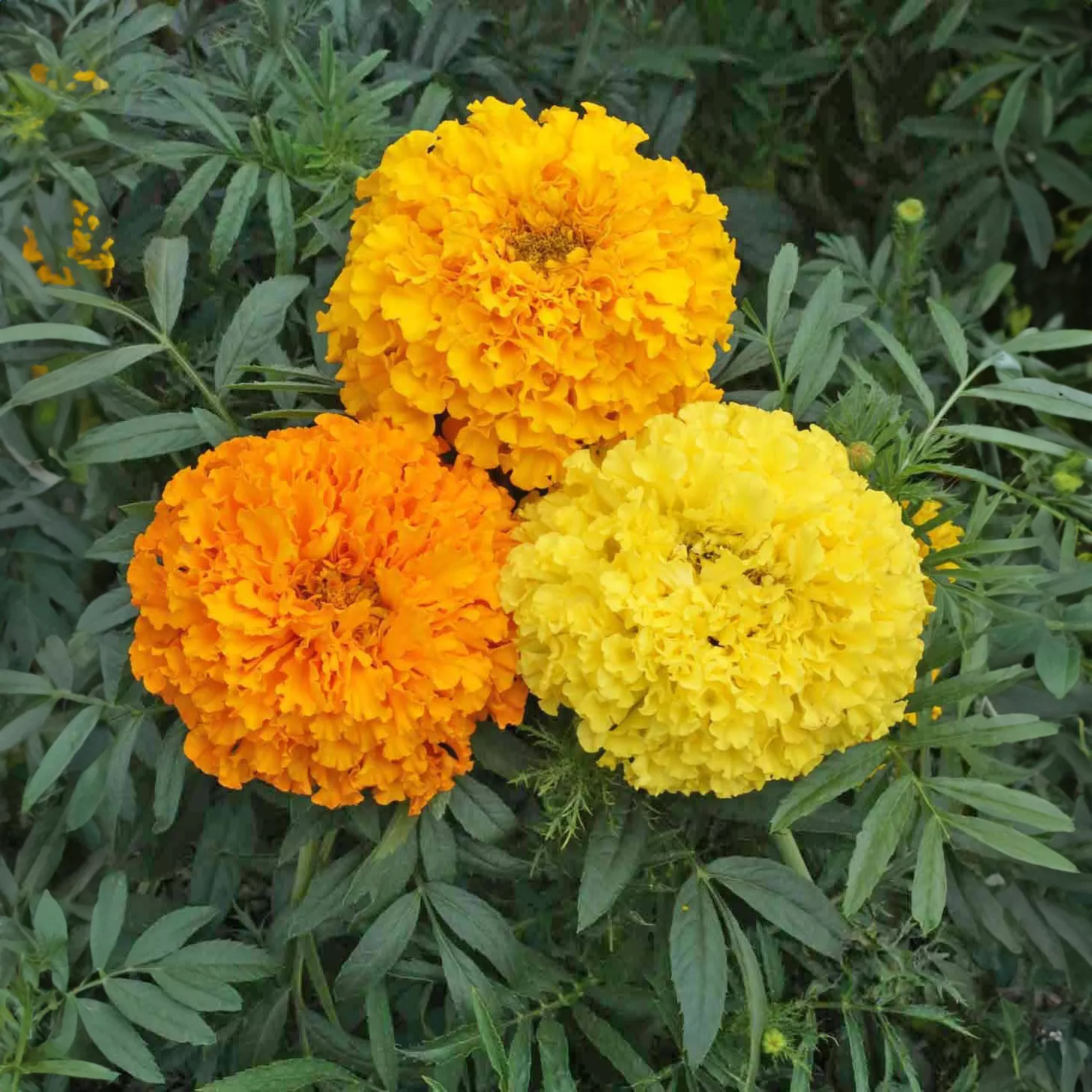 Crackerjack Mix 'African Marigold'