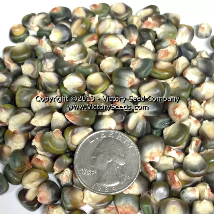 Oaxacan Green Dent Corn