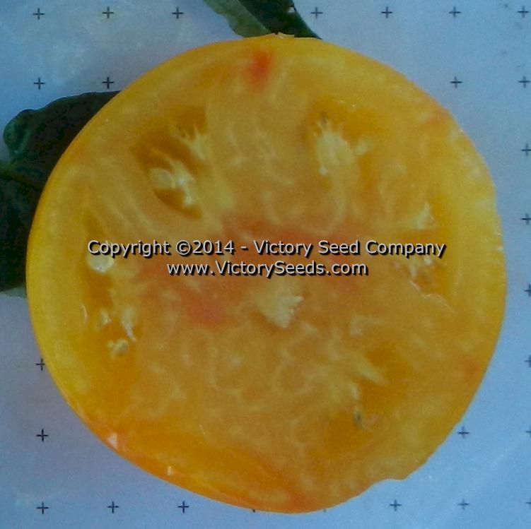 Golden Bison Tomato