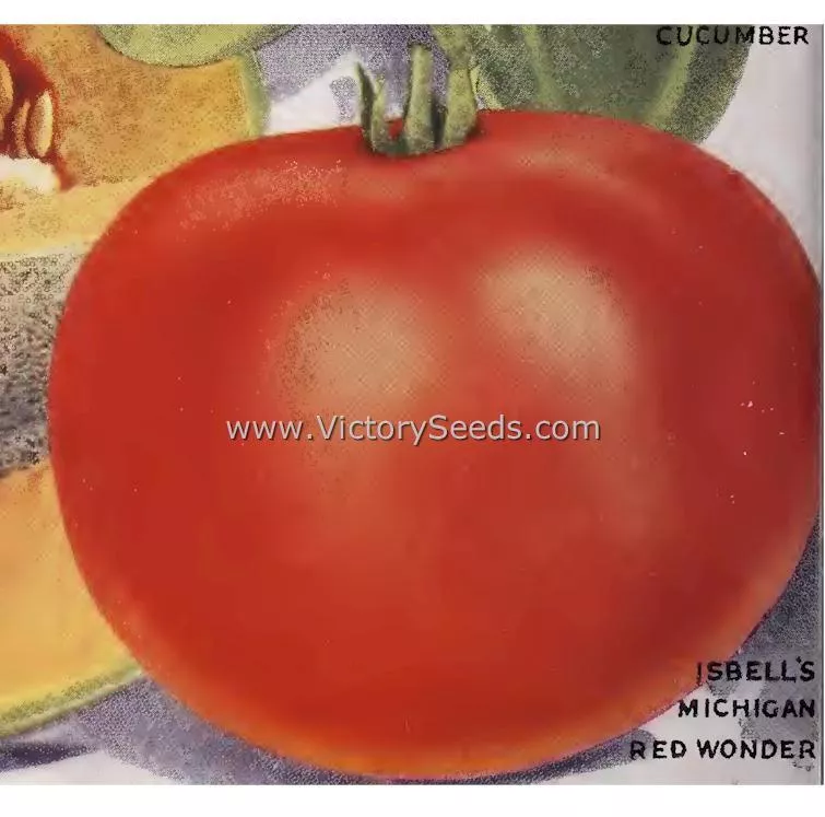Michigan Red Wonder Tomato
