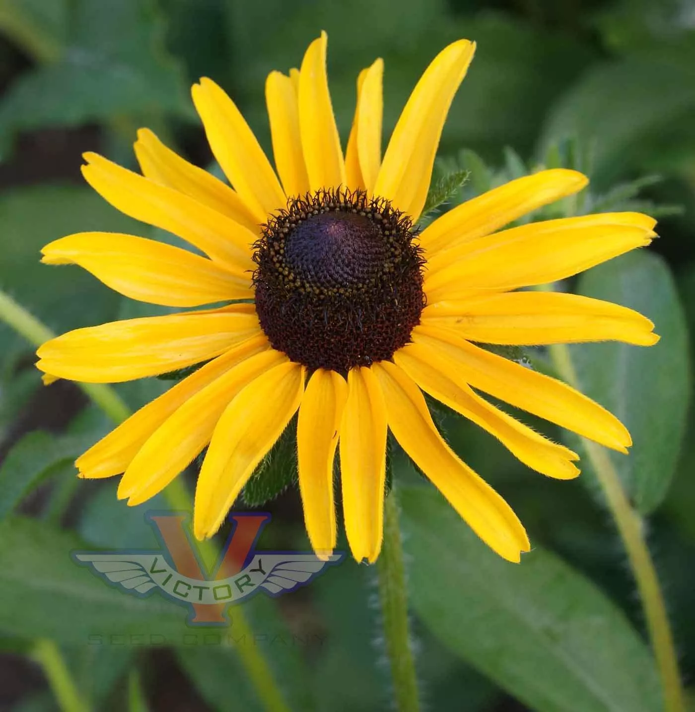 Black Eyed Susan