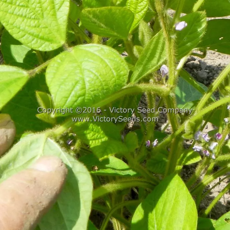 Aoyu Soybean