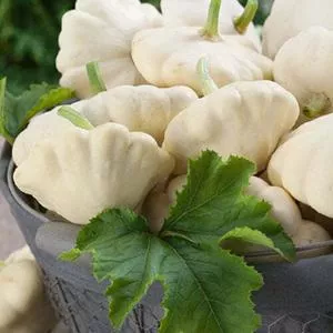 Early White Bush Scallop (White Patty Pan) Summer Squash