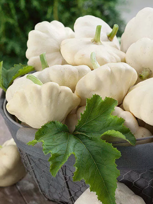 Early White Bush Scallop (White Patty Pan) Summer Squash