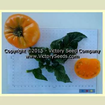 Dwarf Blazing Beauty Tomato