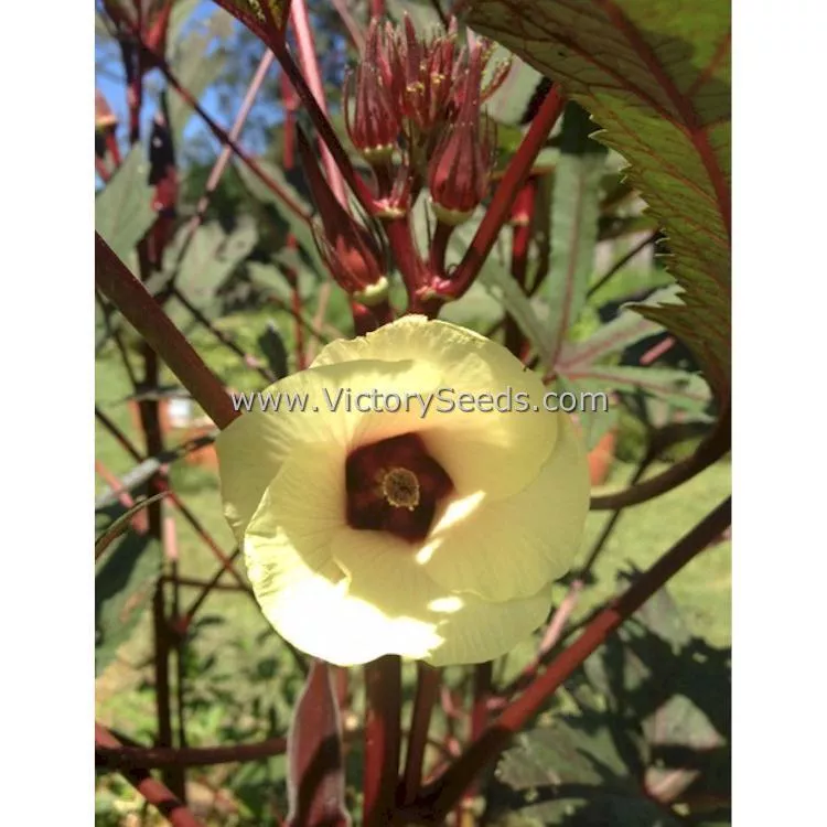 Aunt Hettie's Red Okra
