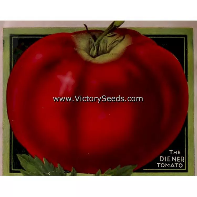 Diener Tomato