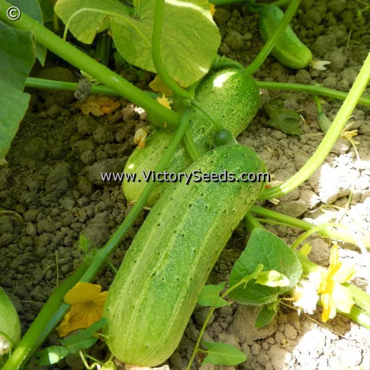 Snow's Fancy Pickling Cucumber
