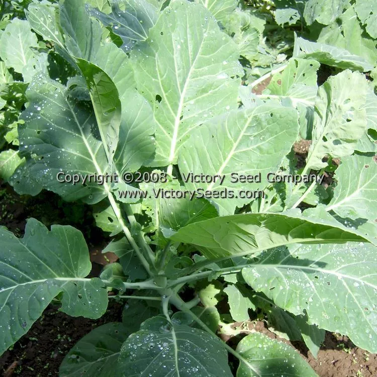 Champion Collards