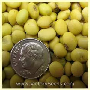Fiskeby Soybean