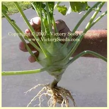 White Delicatesse Kohlrabi