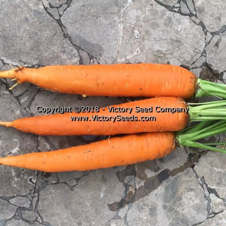 Henderson's Tendersweet Carrot