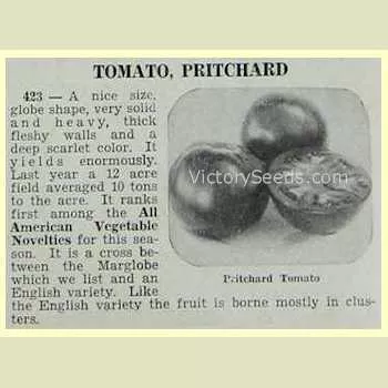Pritchard (Scarlet Topper) Tomato
