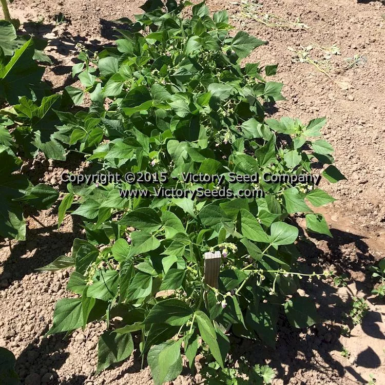Spartan Arrow Garden Bean