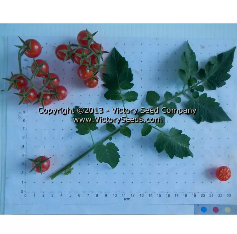 Ted's Pink Currant Tomato
