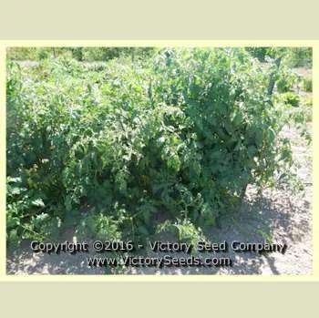 Trophy Tomato