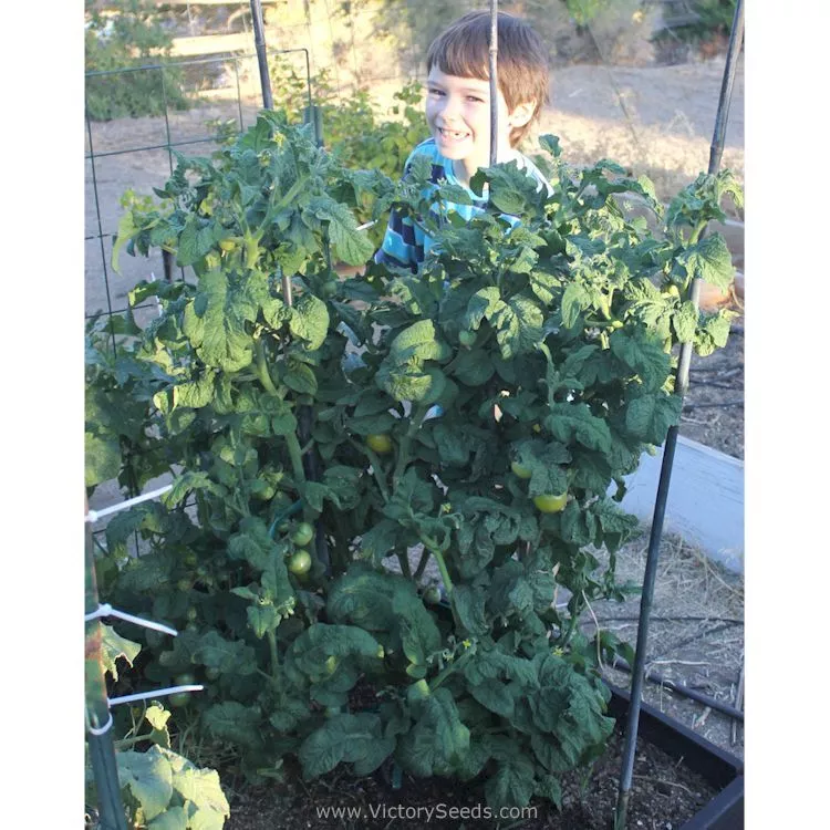 Dwarf Galen's Yellow Tomato