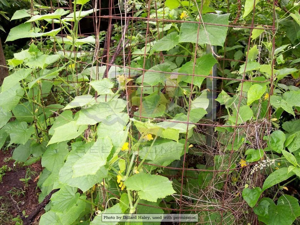Marketmore 76 Cucumber