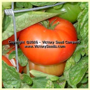 Burpee's Dwarf Giant Tomato