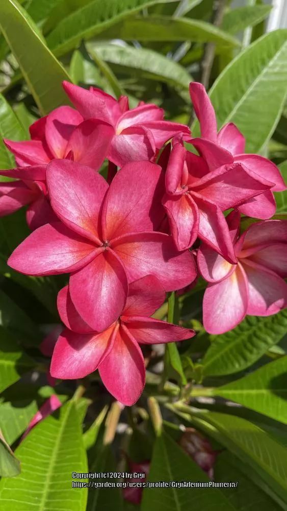 Plumeria 'Compact Mix'