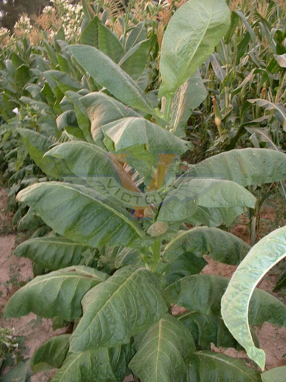 Havana 263 Tobacco