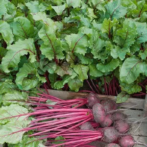 Early Wonder Tall Top Beet