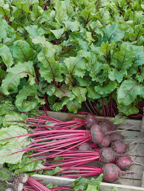 Early Wonder Tall Top Beet