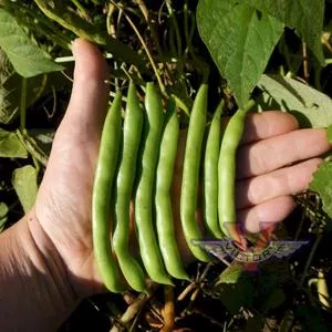 Blue Lake FM-1K Pole Green Garden Bean