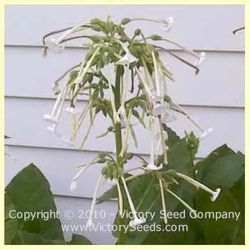 Ornamental Flowering Tobacco