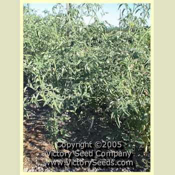 Primrose Gage Tomato