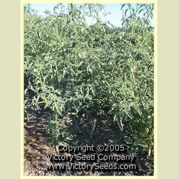 Primrose Gage Tomato