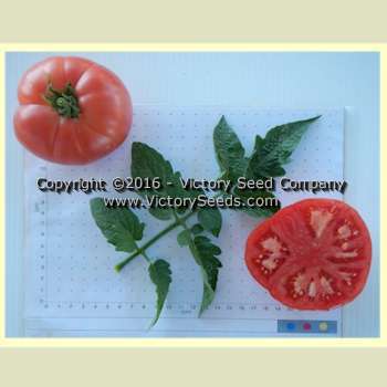 Mallee Rose Tomato