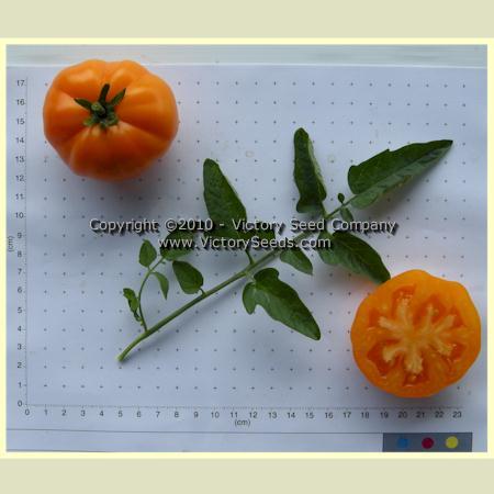 Orange King Tomato