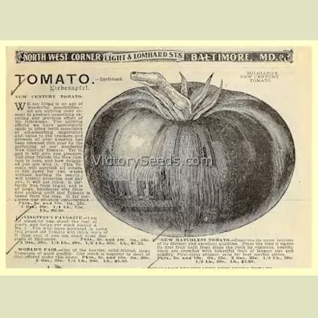 Century Tomato