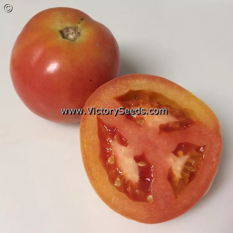 Burpee's Long Keeper (Longkeeper) Tomato