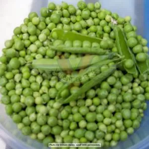 Willet's Wonder Pea