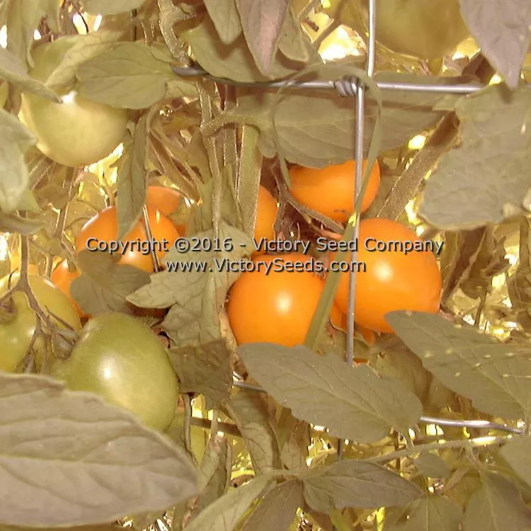 Mingold Tomato