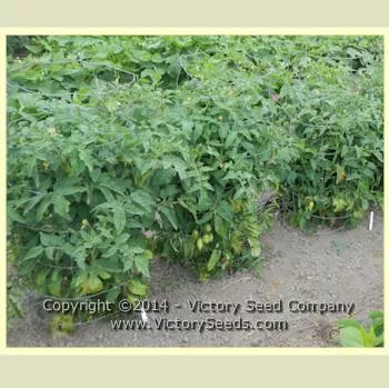 Italian Gold Tomato