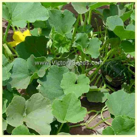 Burgess Buttercup Winter Squash