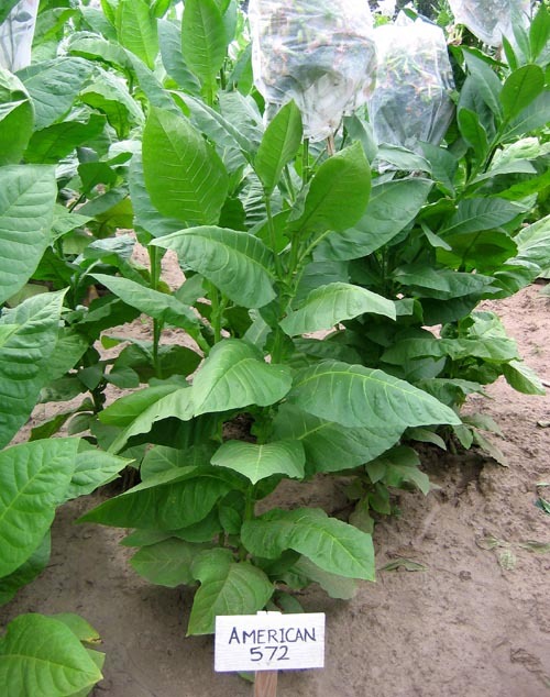 American 572 Tobacco