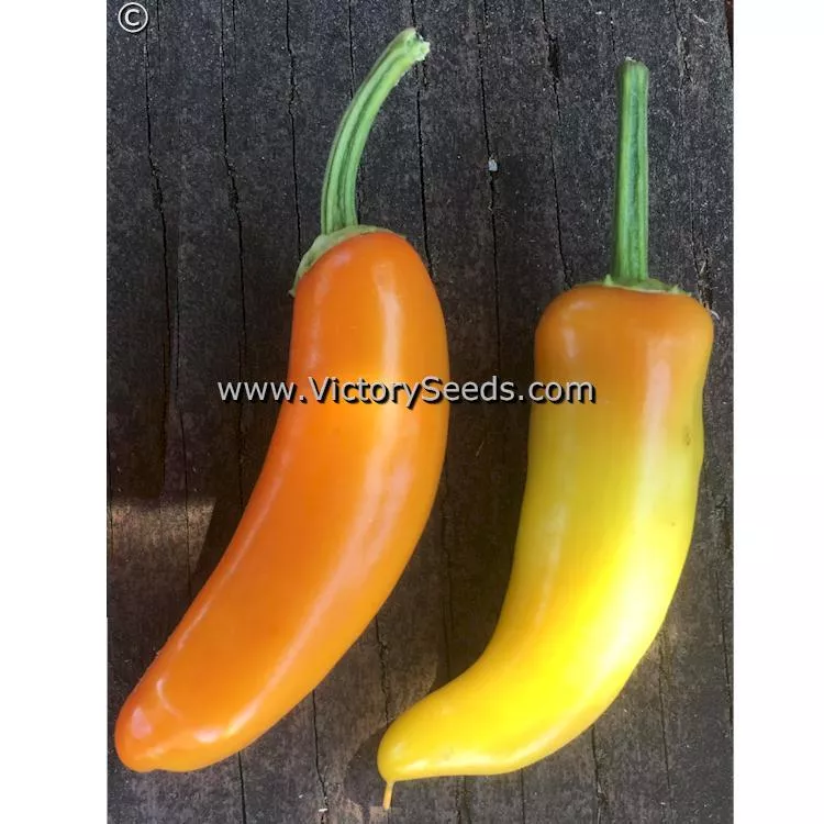 Hungarian Yellow Wax (Hot Banana) Hot Pepper