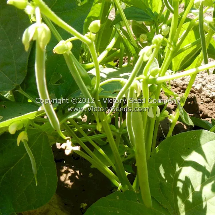 Tenderette Bush Green Garden Bean