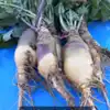 Laurentian Rutabaga (Swede)