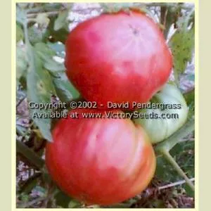 Tidwell German Tomato