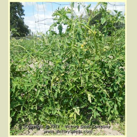 Livingston's Globe Tomato