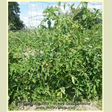 Livingston's Globe Tomato