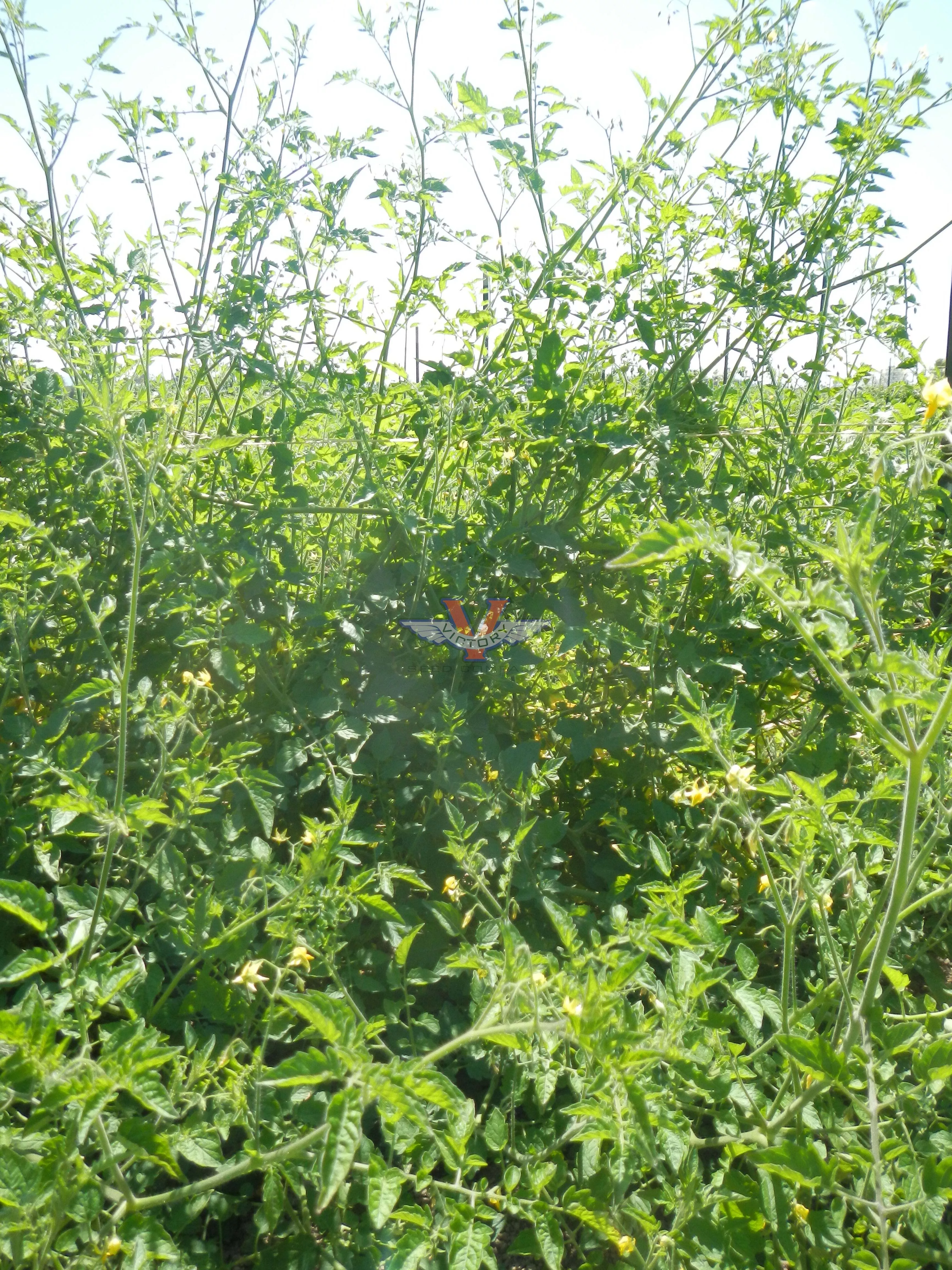 Mexico Midget Tomato