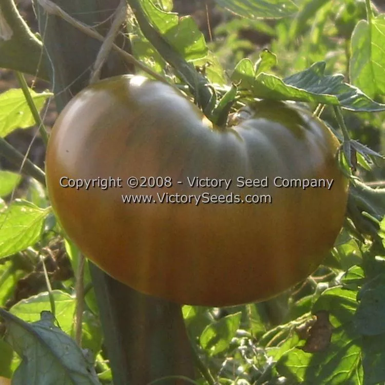 Cherokee Chocolate Tomato