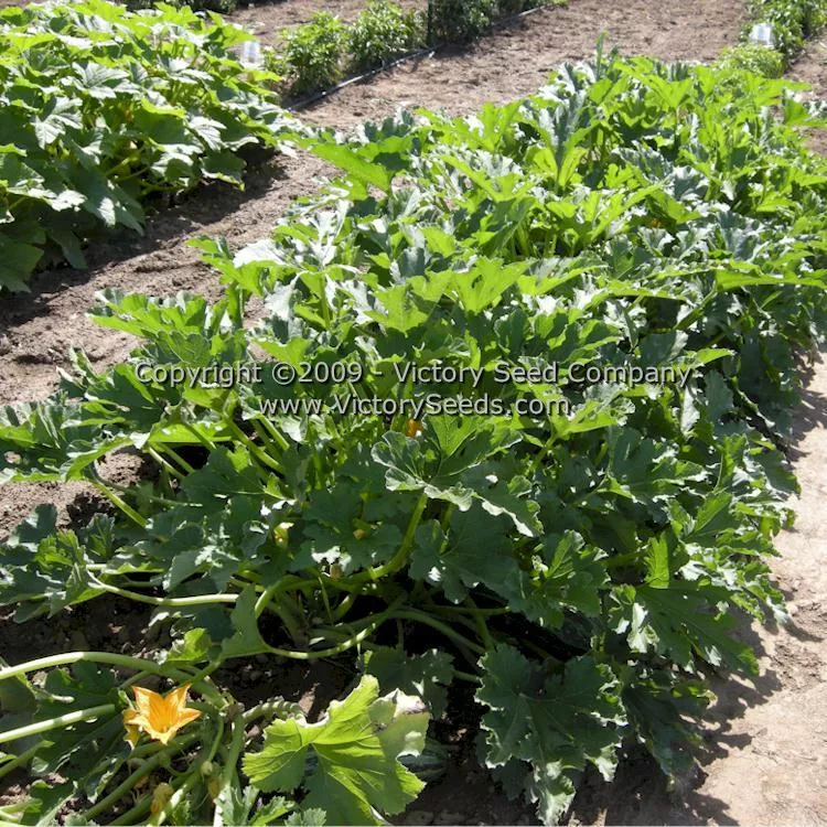Cocozelle Zucchini Summer Squash